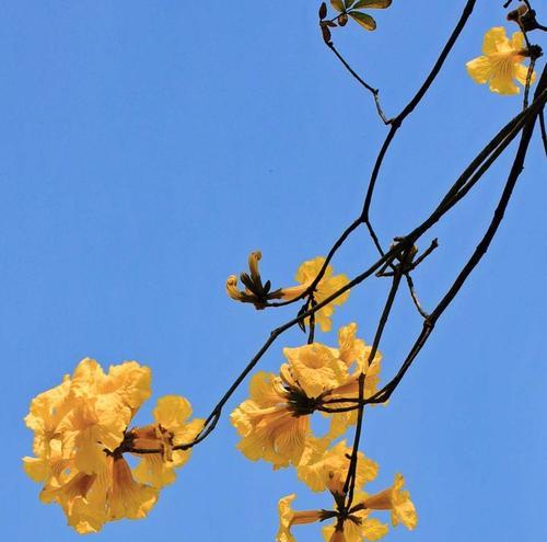 红花风铃木的花语与寓意（探索红花风铃木的象征意义及文化价值）