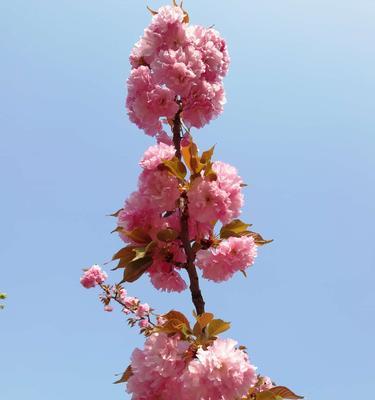 红叶樱花花语——秋日浪漫之美（秋叶红樱）