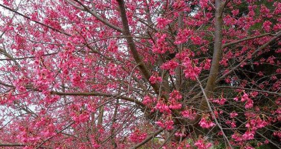 红叶樱花花语——秋日浪漫之美（秋叶红樱）