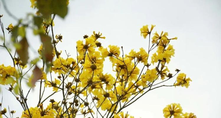 黄花风铃木的花语与意义（探索黄花风铃木的美丽与寓意）