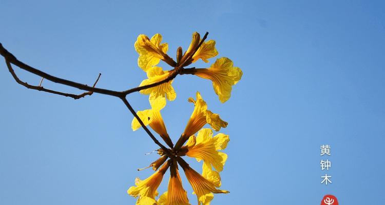 黄花风铃木的花语与意义（探索黄花风铃木的美丽与寓意）