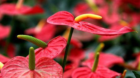 火鹤花的花语及其深刻含义（探索火鹤花背后的秘密）