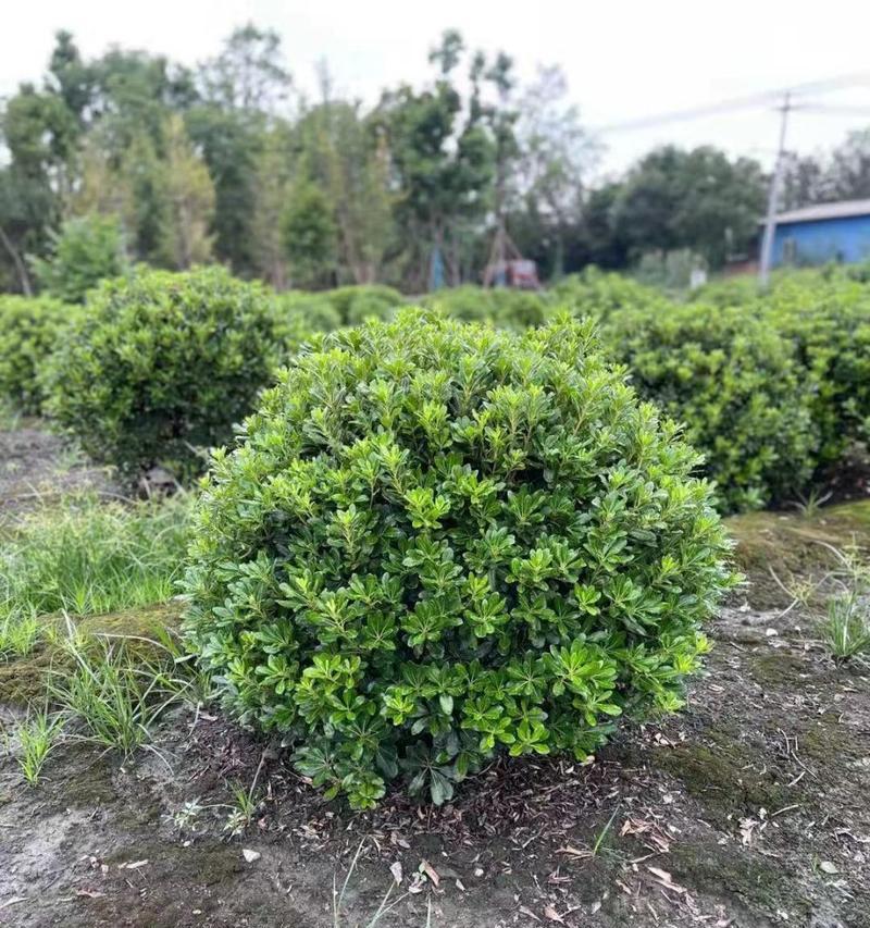 截干苗——一种传统的繁育植物的方法（了解截干苗的意义和技巧）