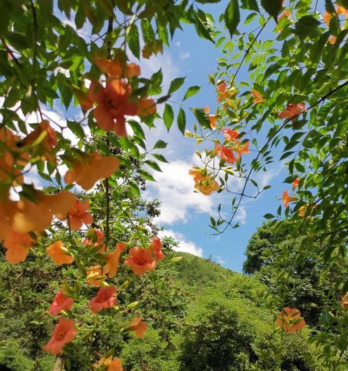 金钟花（揭秘金钟花花语）