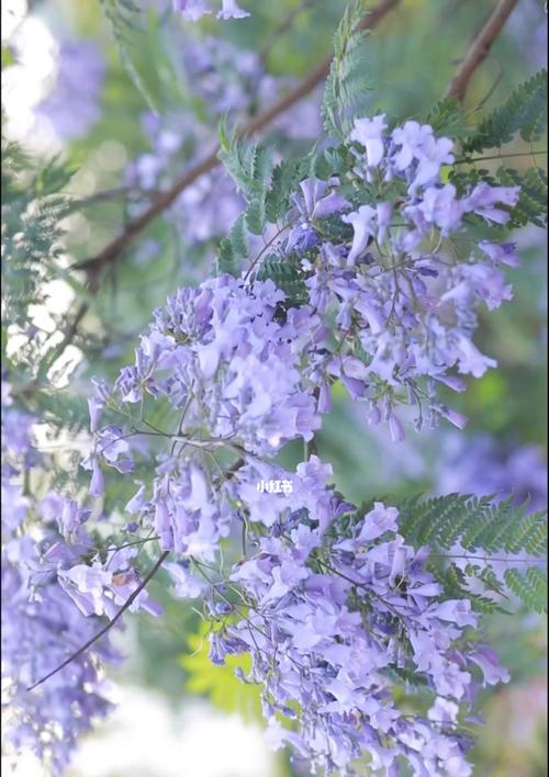 蓝楹花的花语与寓意（探秘蓝楹花所传递的情感与象征）