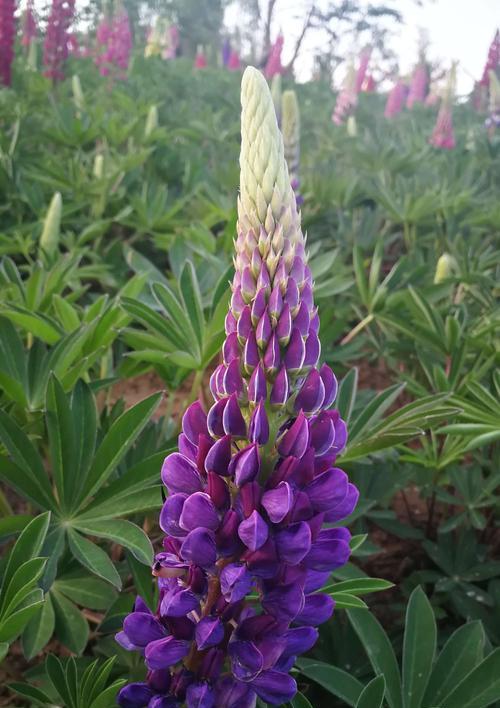 鲁冰花花语之美——寄托深情的花朵（鲜花中的真情岁月流转）