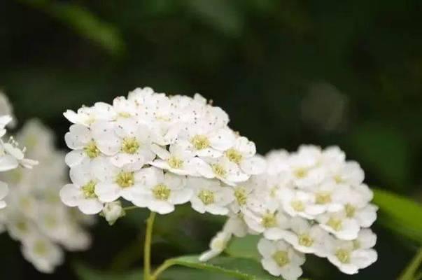 麻叶绣线菊的花语探秘（揭开麻叶绣线菊的隐藏花语之谜）