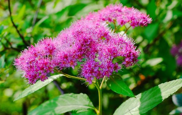 麻叶绣线菊的花语探秘（揭开麻叶绣线菊的隐藏花语之谜）