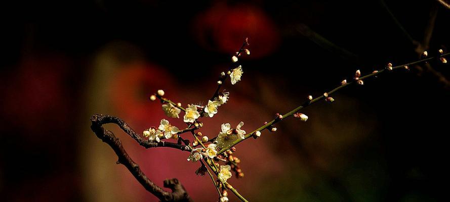 梅花的象征意义与美丽传说（探寻梅花的文化内涵与历史传承）