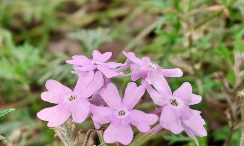 美女樱，花开寓意（赏美女樱）