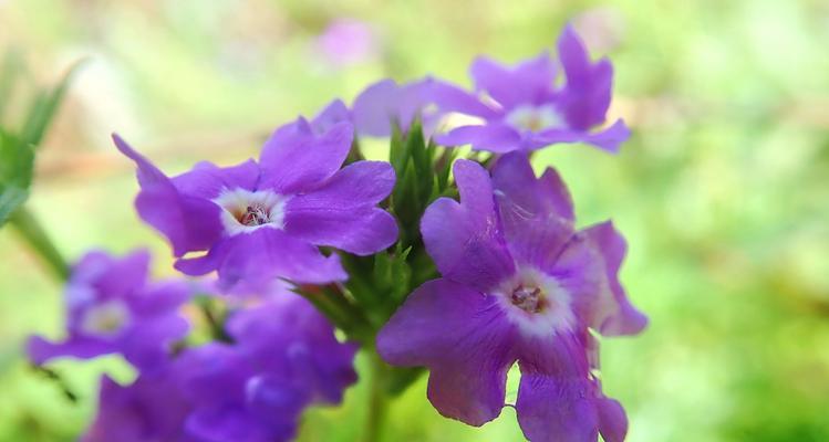 樱花美女，花开时节（迎春芳菲）