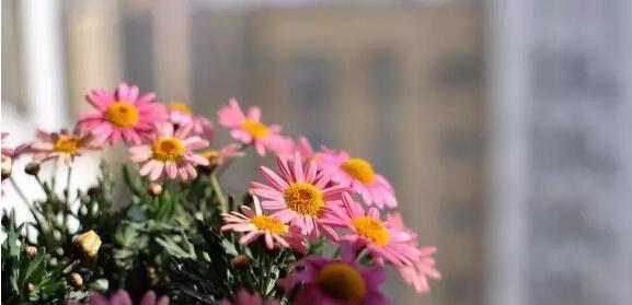 木春菊的花语与传说——传递希望与坚持的力量（向阳生长的木春菊）