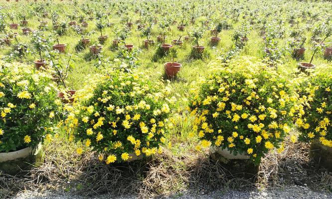 以木春菊的寓意-感恩与希望（木春菊的意义和象征）