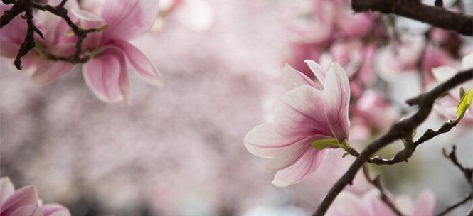 木兰花语——勇敢与坚持的象征（木兰花）