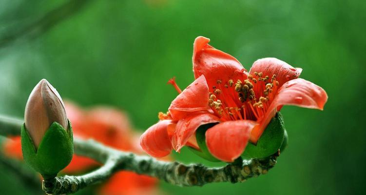 木棉花的寓意及象征（探寻木棉花在不同文化中的象征意义）