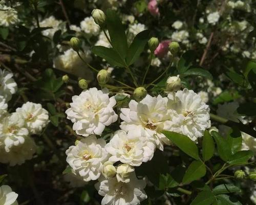 木香花的花语与意义（探索木香花的独特花语及其象征意义）