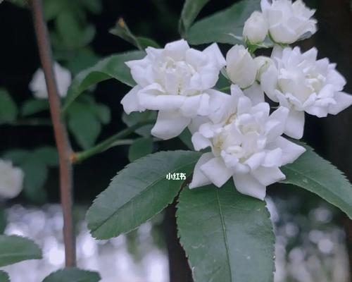 七里香的花语与美好祝愿（传递爱与希望的七里香花语）