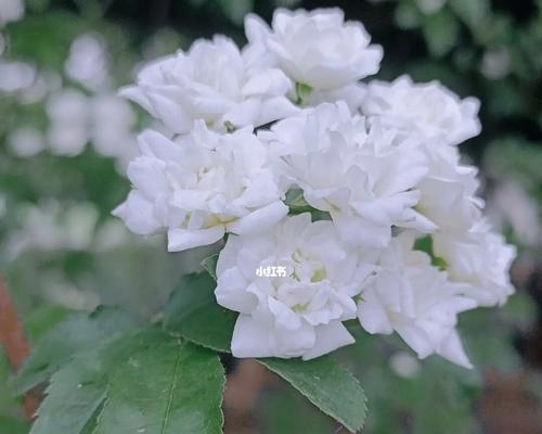 七里香的花语与美好祝愿（传递爱与希望的七里香花语）