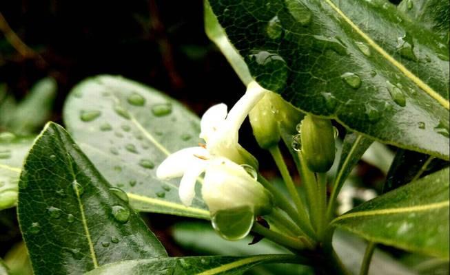 七里香的花语与美好祝愿（传递爱与希望的七里香花语）