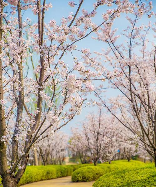 日本早樱的花语和寓意（探寻樱花的意义与象征）