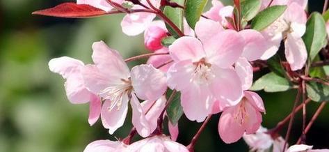 日本早樱的花语和寓意（探寻樱花的意义与象征）