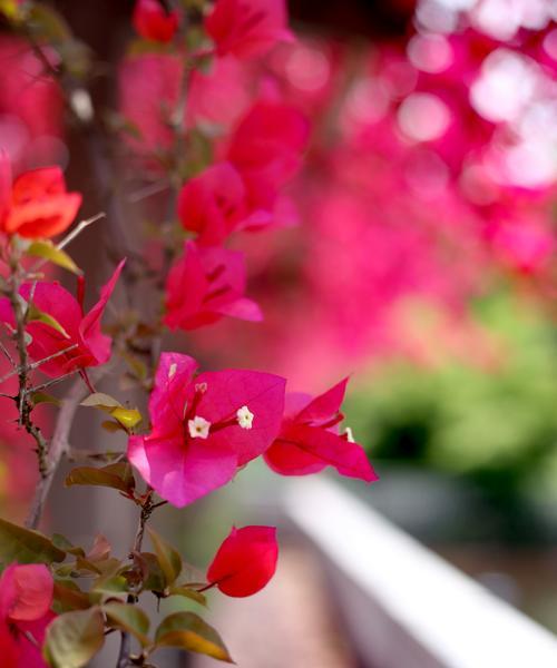 三角梅的花语与传说（三角梅的花语和传说_1）