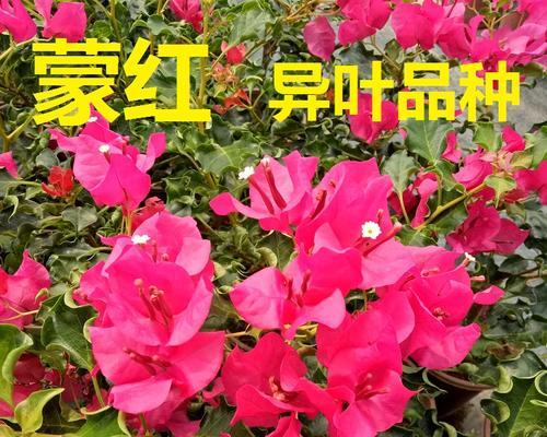 三角梅花语大全（探寻三角梅花的花语之美）