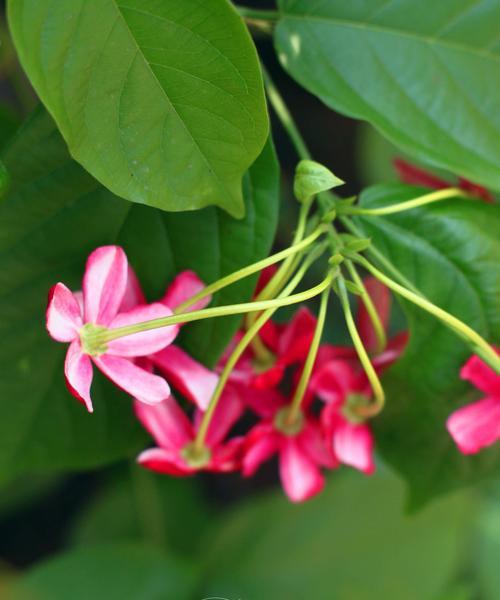 君子花语（深入解读君子花语的寓意与内涵）