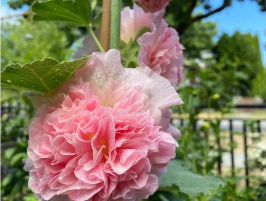 蜀葵的花语——坚强与希望（蜀葵花的象征意义和美丽特点）