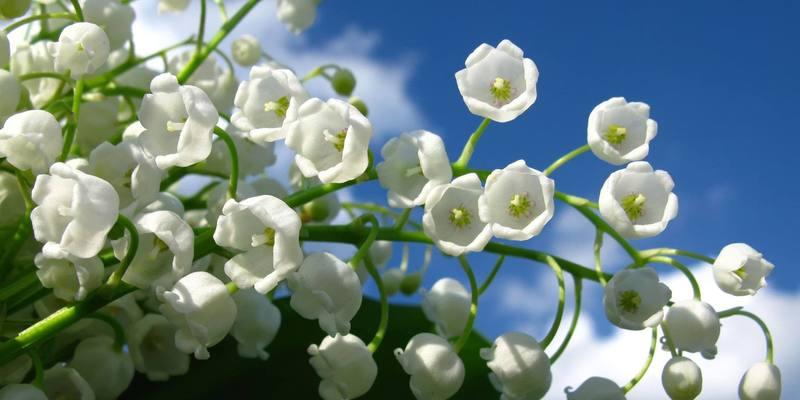 双生花的花语与美丽传说（探寻双生花的神奇含义和引人入胜的故事）