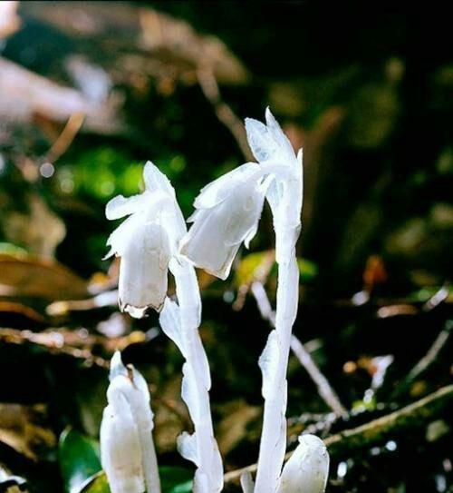 水晶兰的花语与寓意（探寻水晶兰的美丽与神秘）