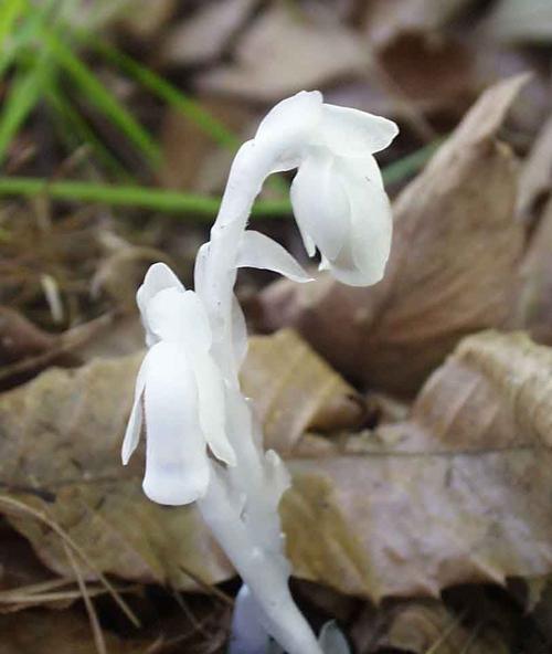 水晶兰的花语与寓意（探寻水晶兰的美丽与神秘）