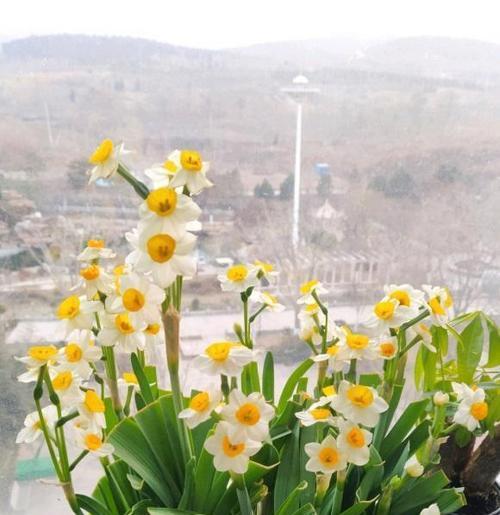 水仙花的美丽与意义（揭开水仙花的深层寓意）