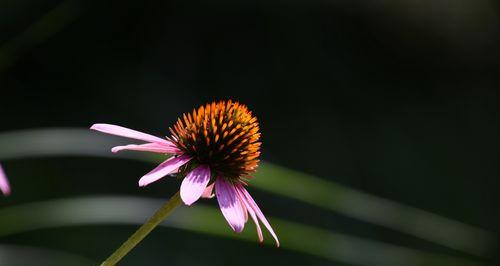 松果菊的花语与意义（传递美丽与坚韧的松果菊花语）