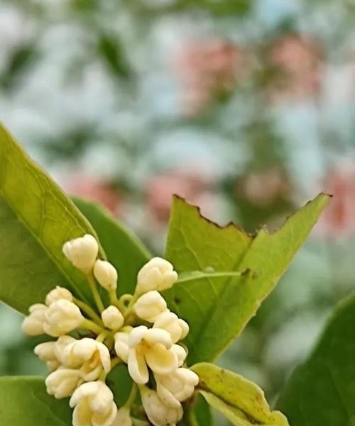 天竺桂的花语寓意是什么（探寻天竺桂花的象征意义与神秘力量）