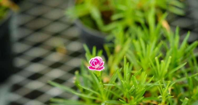 香石竹的花语（探究香石竹所代表的含义）