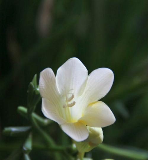 小苍兰的花语及其象征意义（探寻小苍兰花语的深层含义）