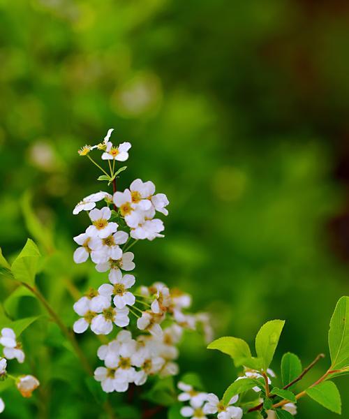 绣线菊的花语与寓意（探索绣线菊花的奥秘）