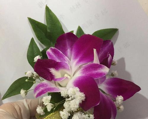 洋兰的花语与意义（探索洋兰的花语）