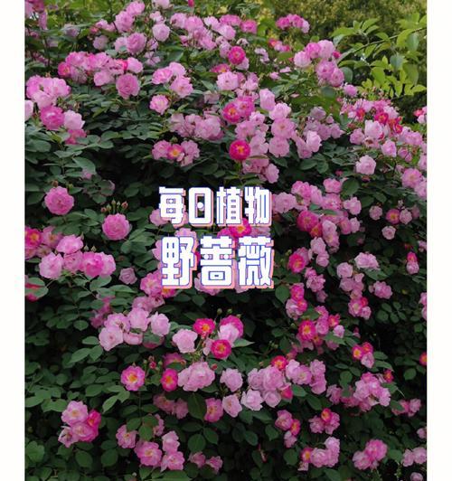 野蔷薇的花语——美丽与坚韧并存（野蔷薇的花语与意义）