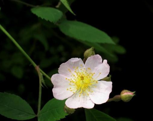 野蔷薇的花语——美丽与坚韧并存（野蔷薇的花语与意义）