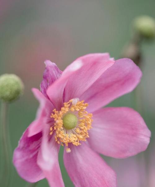 银莲花的花语与其象征意义（寓意深远的银莲花）