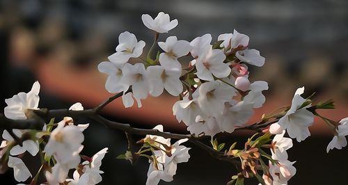 樱花诗的花语——春天的繁华与离别（绽放在春天的童话世界里）