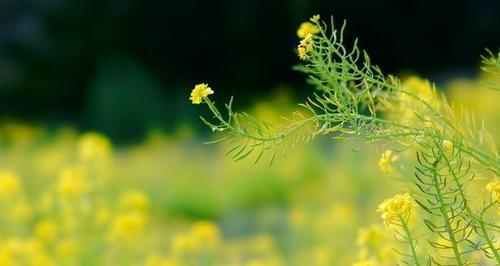 油菜花的花语与美丽传说（揭秘油菜花的花语）