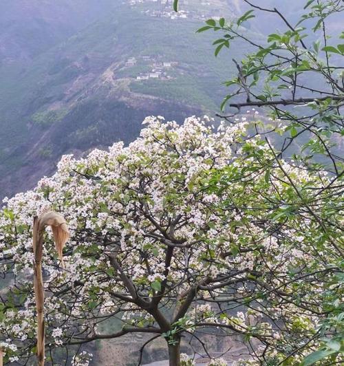 油桐花的花语（油桐花的意义与象征）