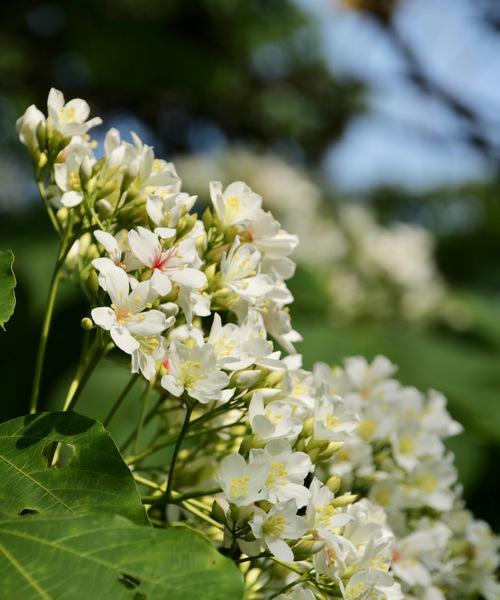 油桐花的花语（油桐花的意义与象征）