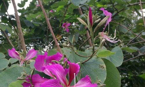 紫荆花语——传递爱与希望的鲜花（紫荆花语的意义与传承）