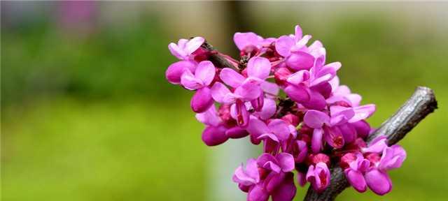 紫荆花的花语与意义（探索紫荆花的神秘花语）