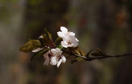 紫叶李花语与寓意（探索紫叶李的神秘花语世界）