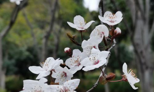 紫叶李花语与寓意（探索紫叶李的神秘花语世界）